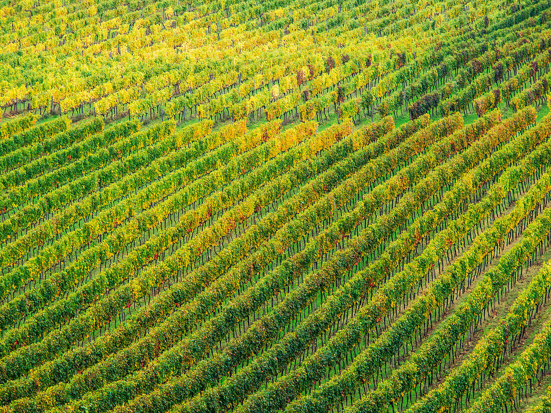 Italy, Tuscany, Chianti, Autumn Vineyard Rows with Bright Color