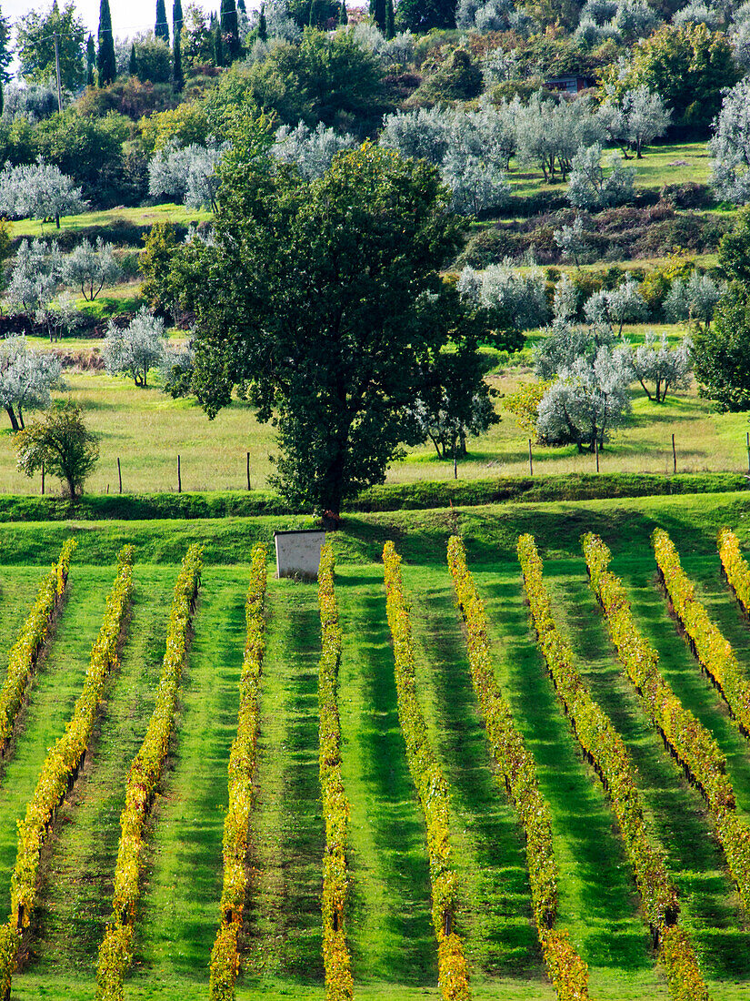 Italien, Toskana, Chianti, Herbstliche Weinbergsreihen mit leuchtender Farbe