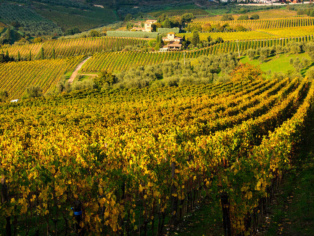 Italy, Tuscany, Chianti, Autumn Vineyard Rows with Bright Color