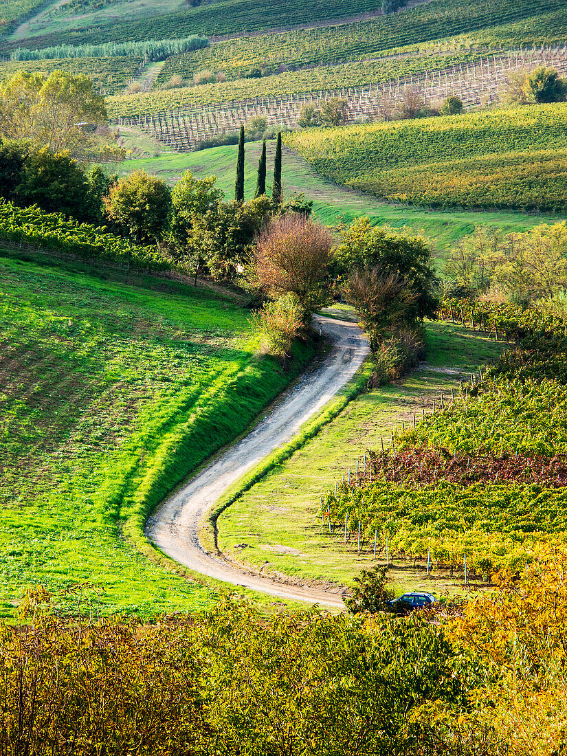 Italy, Tuscany, Chianti, Autumn, Road running through vineyards