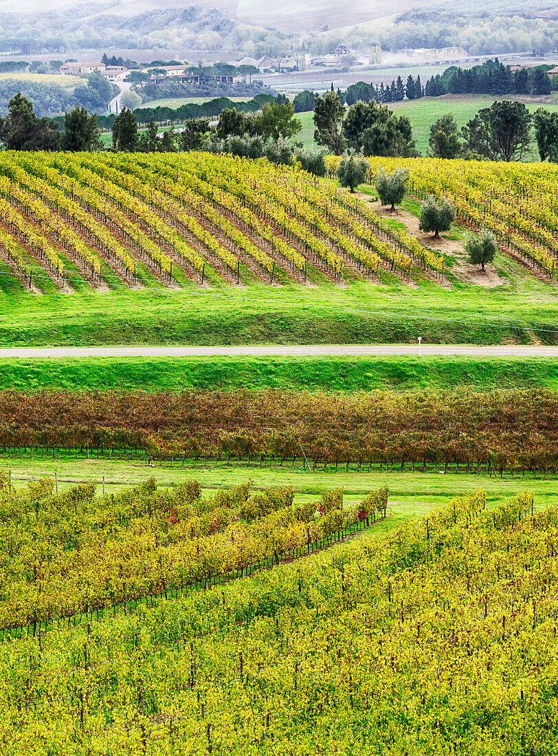 Italy, Tuscany, Autumn Vineyards