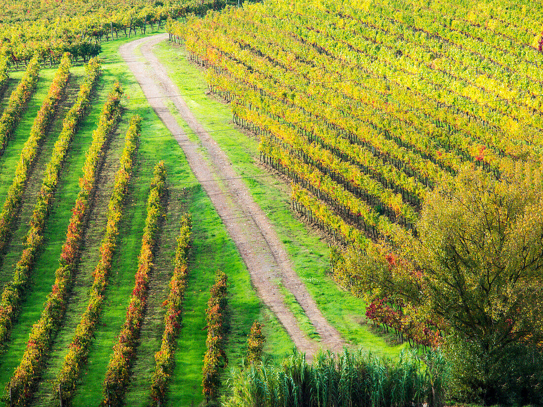 Italy, Montepulciano, Road through Autumn Vineyards near Montepulciano