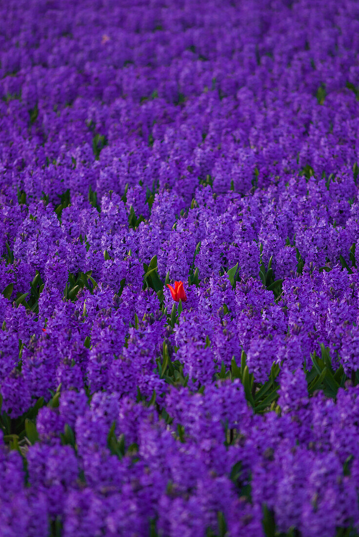 Hyacinth flower fields in famous Lisse, Holland