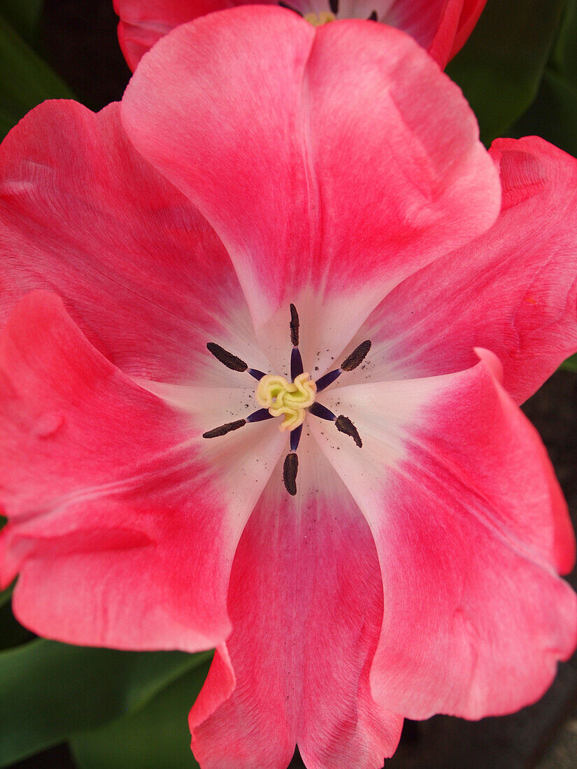 Close-up of tulip.
