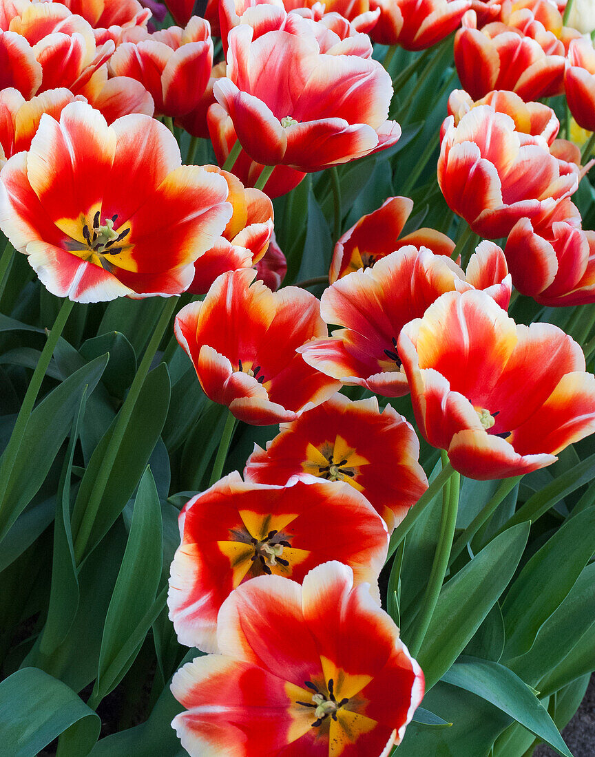 White rimmed red tulips