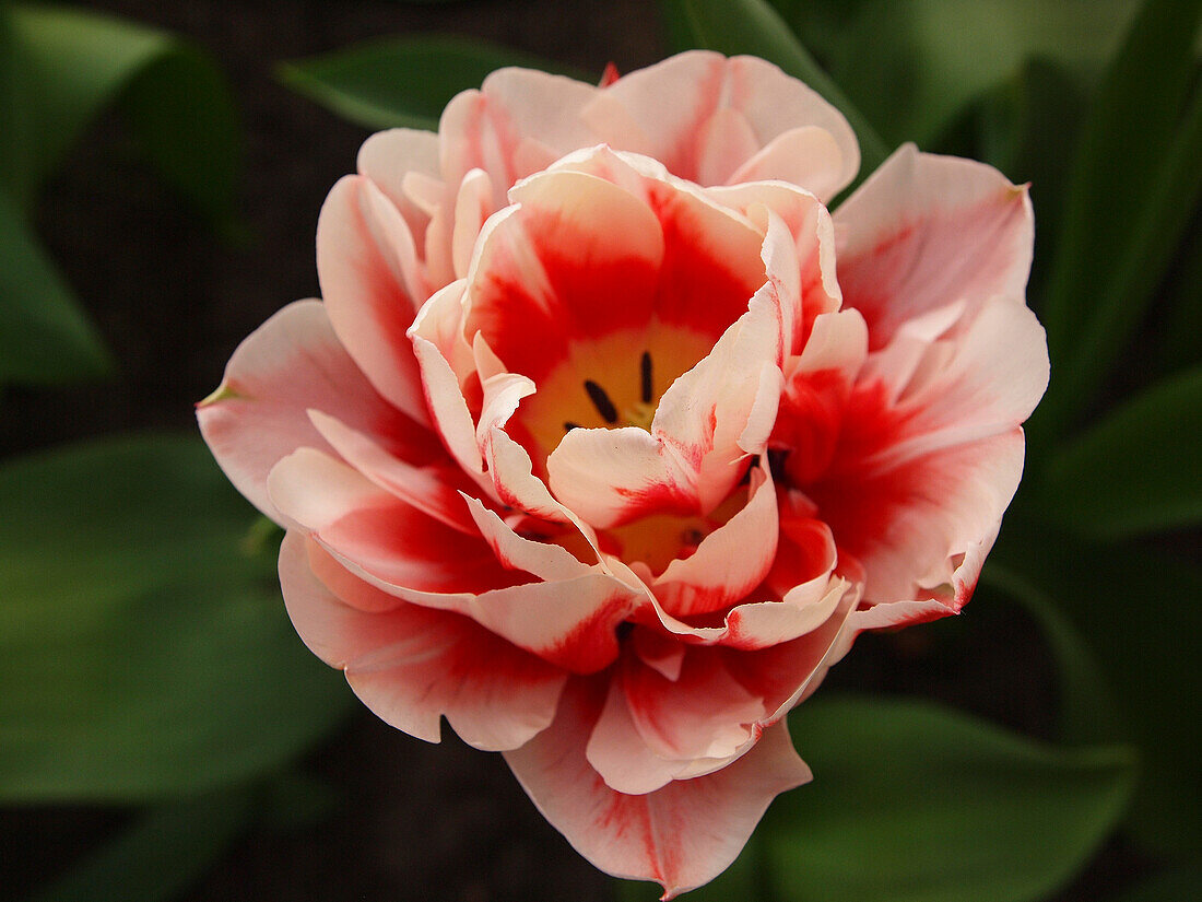 Rote und rosa Tulpe