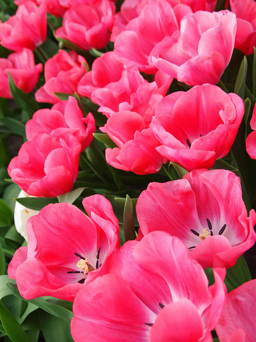 Pink tulips