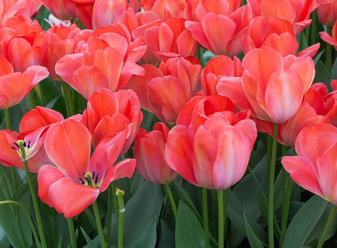 Red tulips