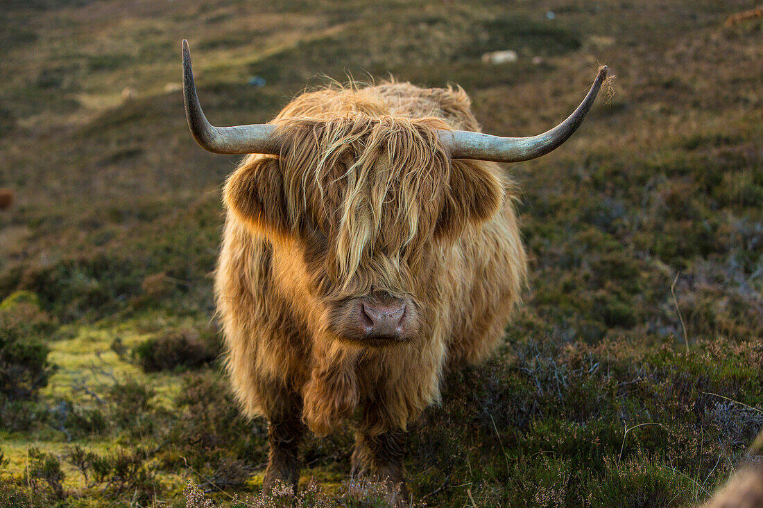 Scotland, The Isle of Skye. Close-up of highland cow.