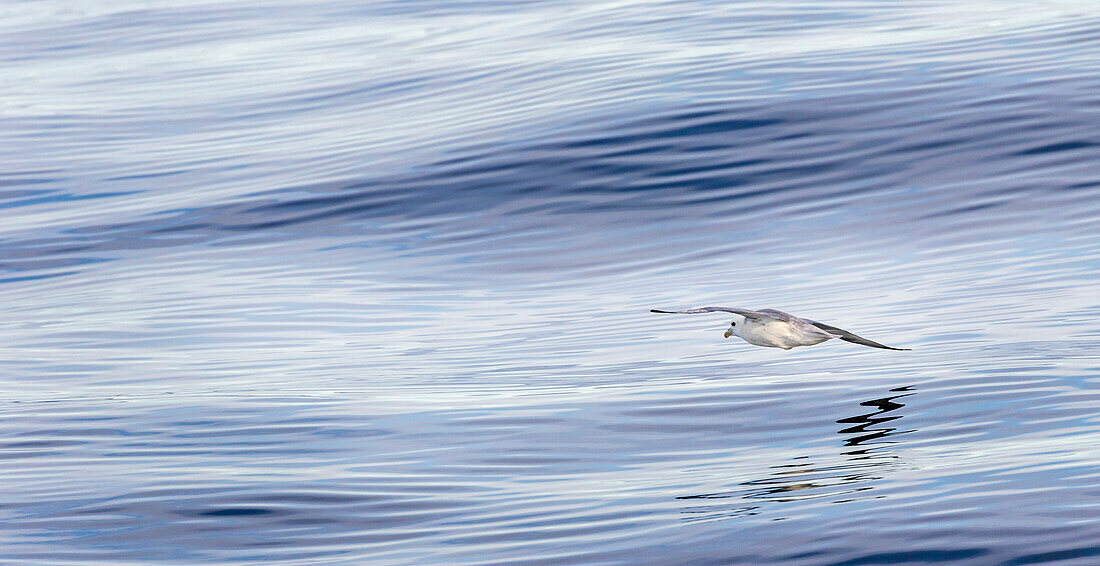 Eissturmvogel, auch Eissturmvogel (Fulmarus glacialis) genannt, in der Nähe der Küste von Südgrönland.