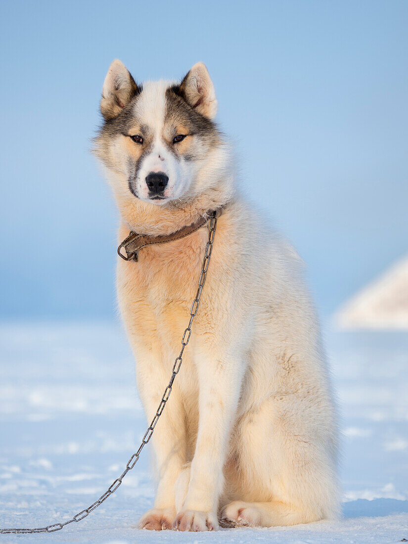 Sled dog during winter in Uummannaq in Greenland. Dog teams are draft animals for the fishermen and stay all winter on the sea ice of the fjord. Greenland, Denmark.