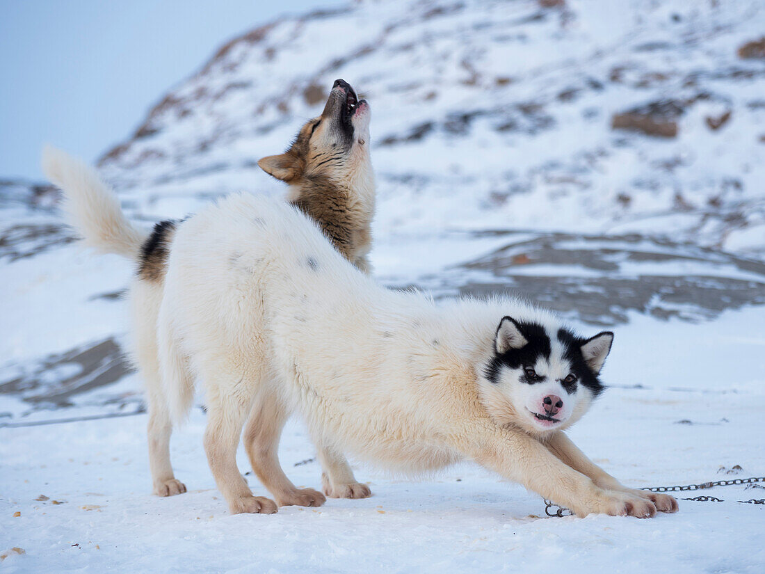 Sled dog during winter in Uummannaq in Greenland. Dog teams are still draft animals for the fishermen of the villages. Greenland, Denmark.