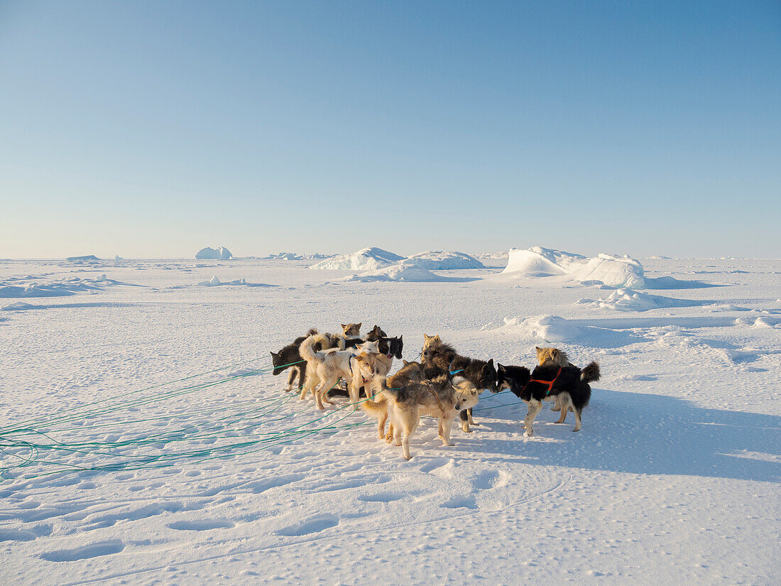 Schlittenhund im Nordwesten Grönlands im Winter auf dem Meereis der zugefrorenen Melville-Bucht. Kullorsuaq, eine traditionelle grönländische Inuit-Siedlung in der Melville-Bucht, Grönland, dänisches Hoheitsgebiet