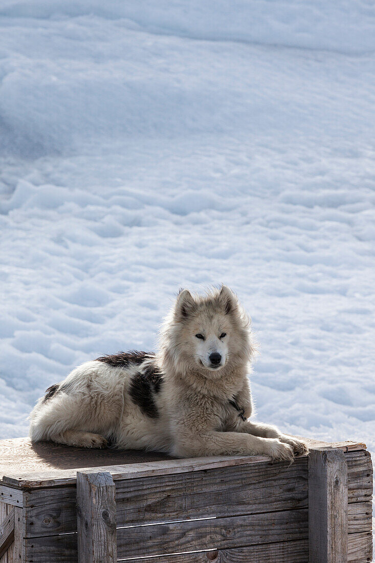 Grönland, Diskobucht, Ilulissat, Grönland-Schlittenhunde, Canis lupis familiaris