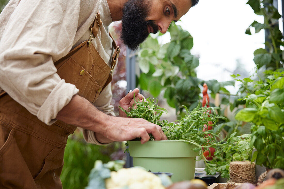 Man gardening in greenhouse