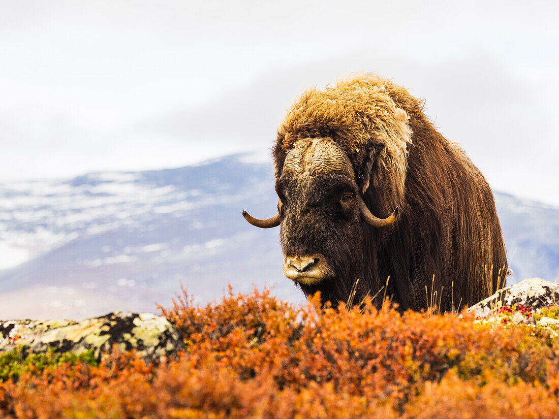 Bison standing on meadow