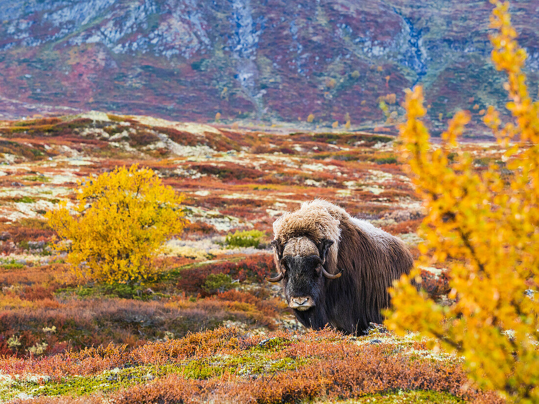 Bison standing on meadow