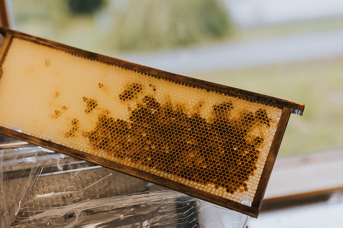 View of hive frame with honey
