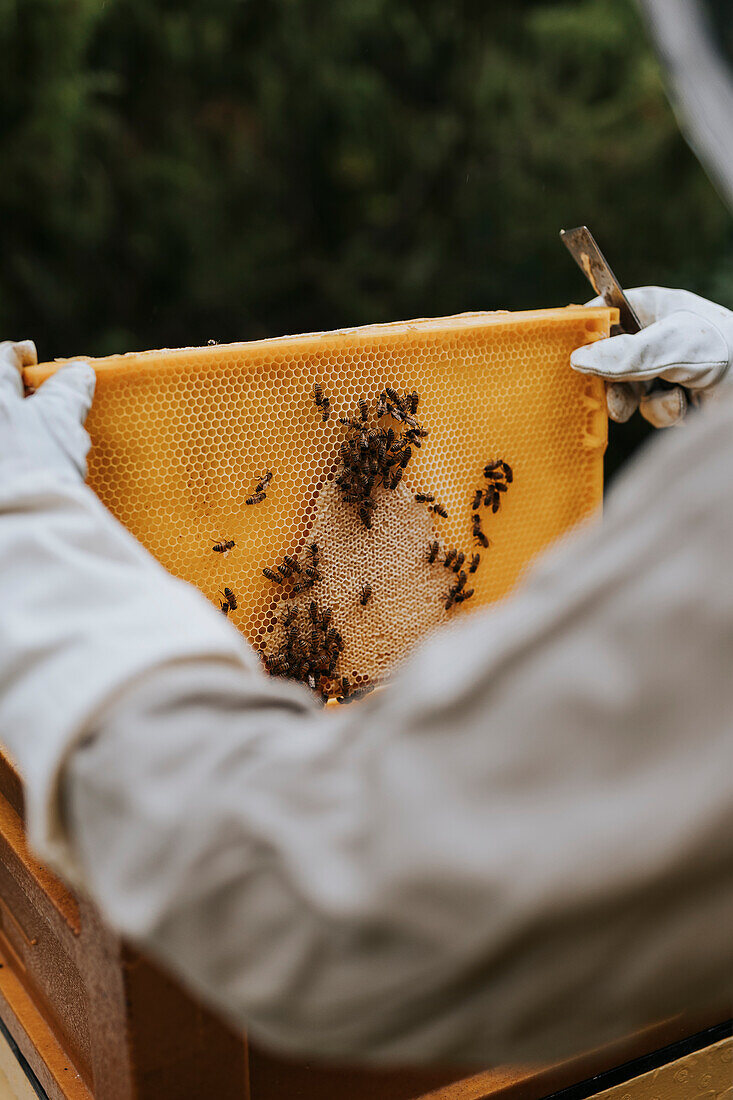 Bienenhalter mit Rähmchen