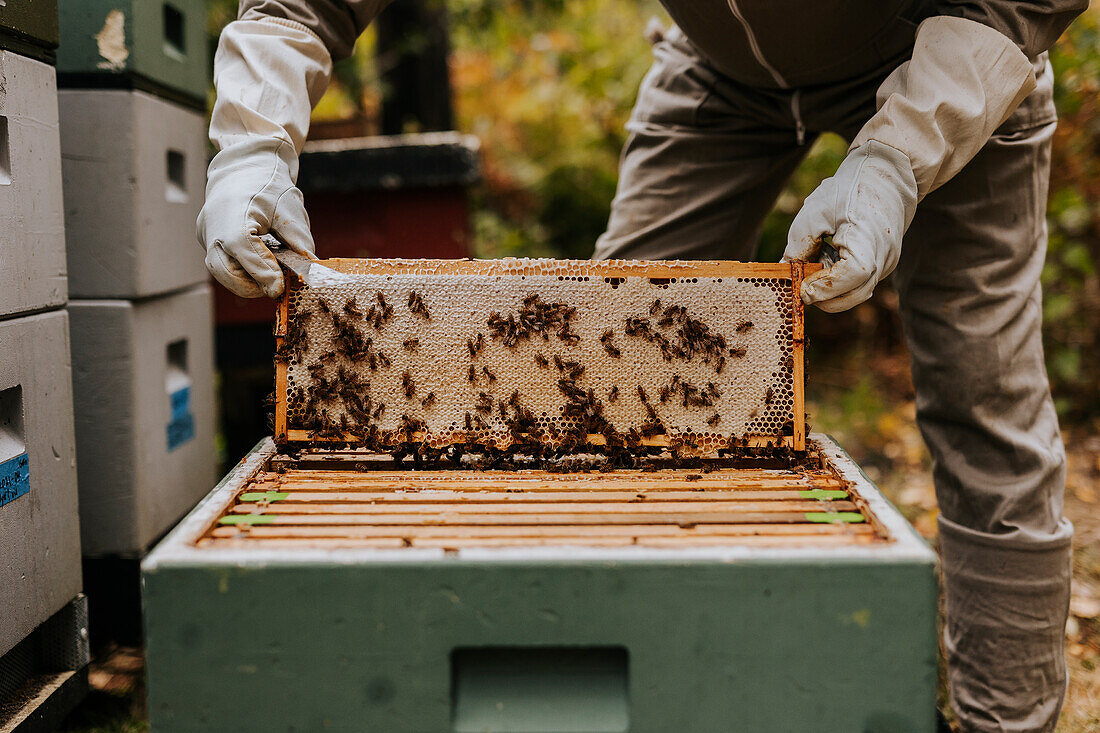 Beekeeper holding hive frame