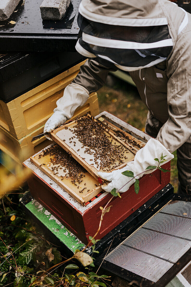 Beekeeper holding hive frame