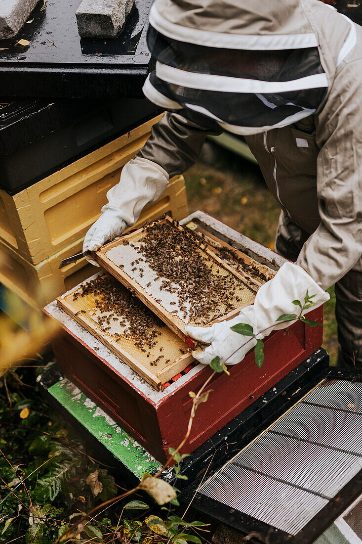 Imker hält Rähmchen des Bienenstocks