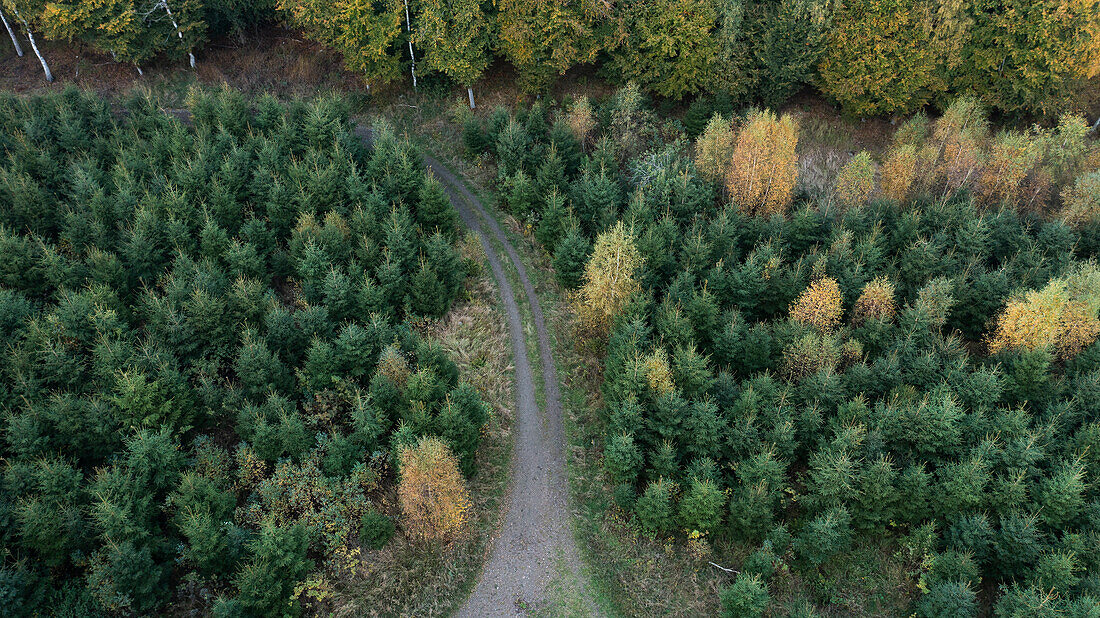 Luftaufnahme einer unbefestigten Straße im Wald