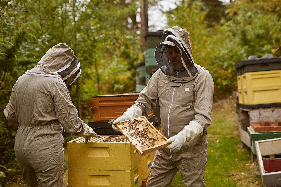 Bienenzüchter bei der Arbeit