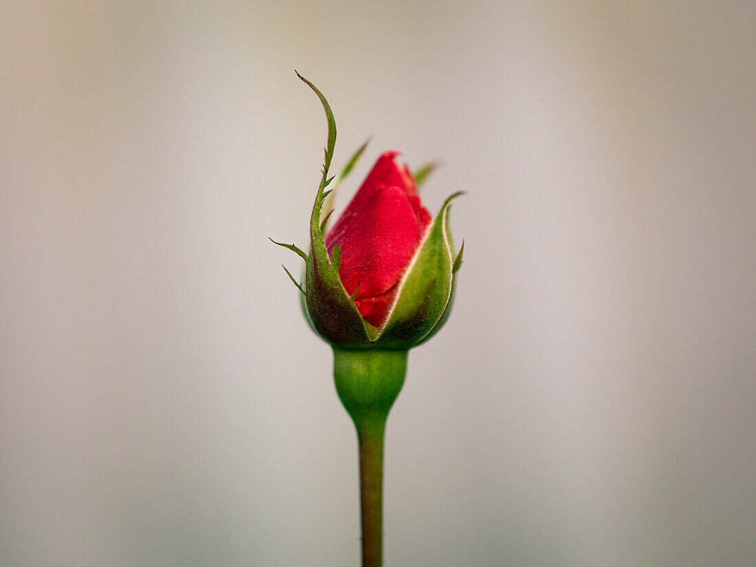 Close-up of rose bud