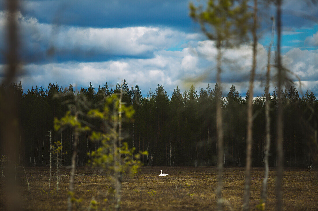 White bird in meadow near forest