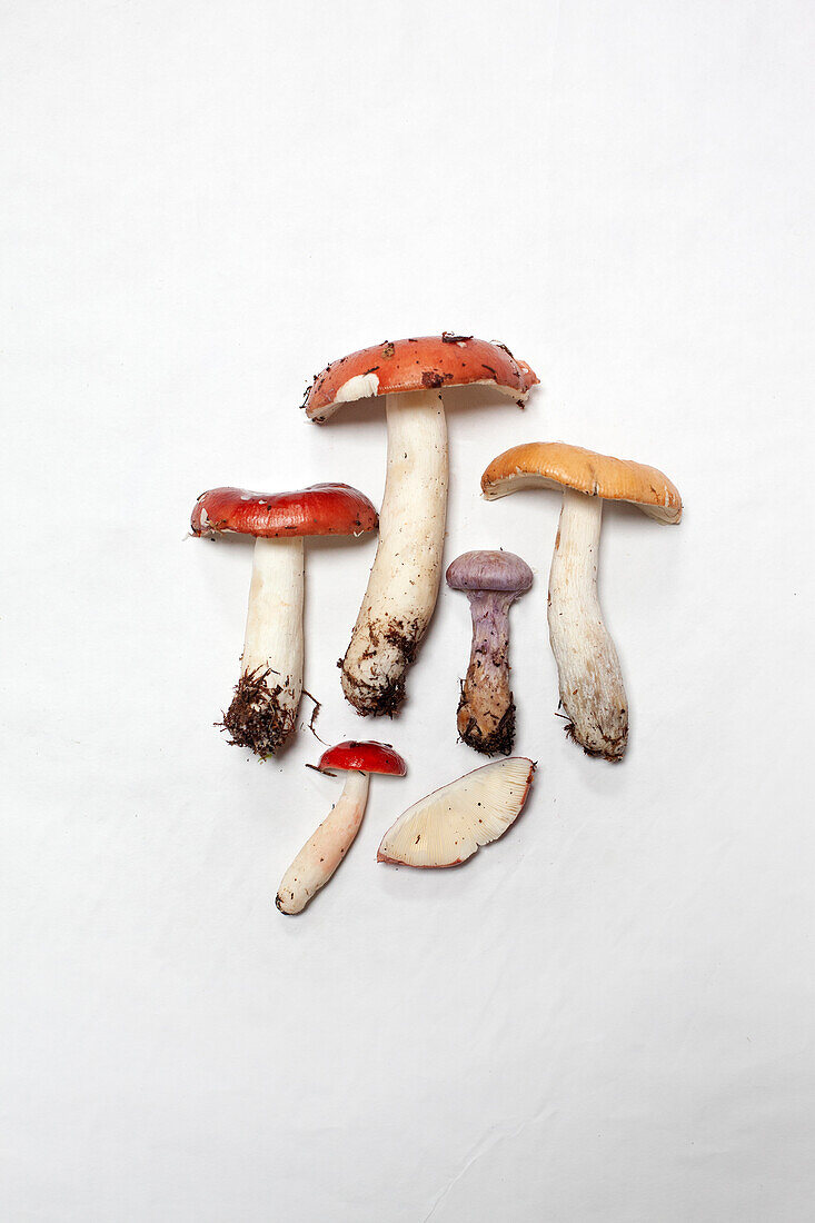 Various mushrooms against white background