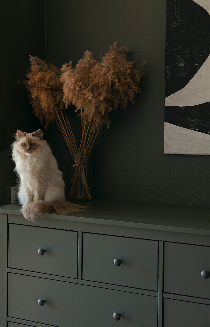 Cat sitting on chest of drawers