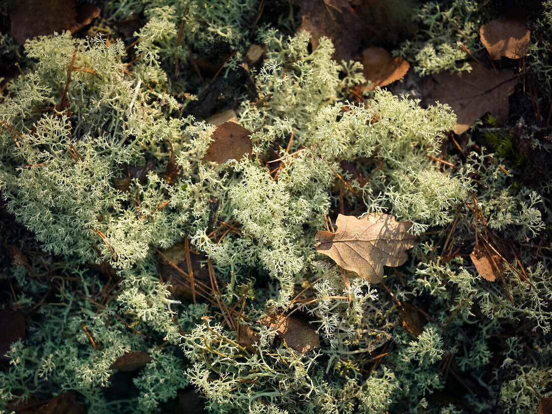 Fallen leaves on moss