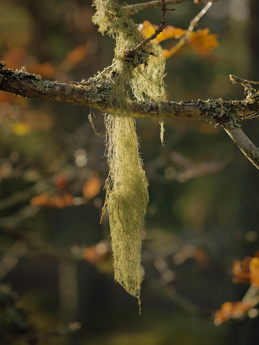 Moos wächst auf einem Zweig