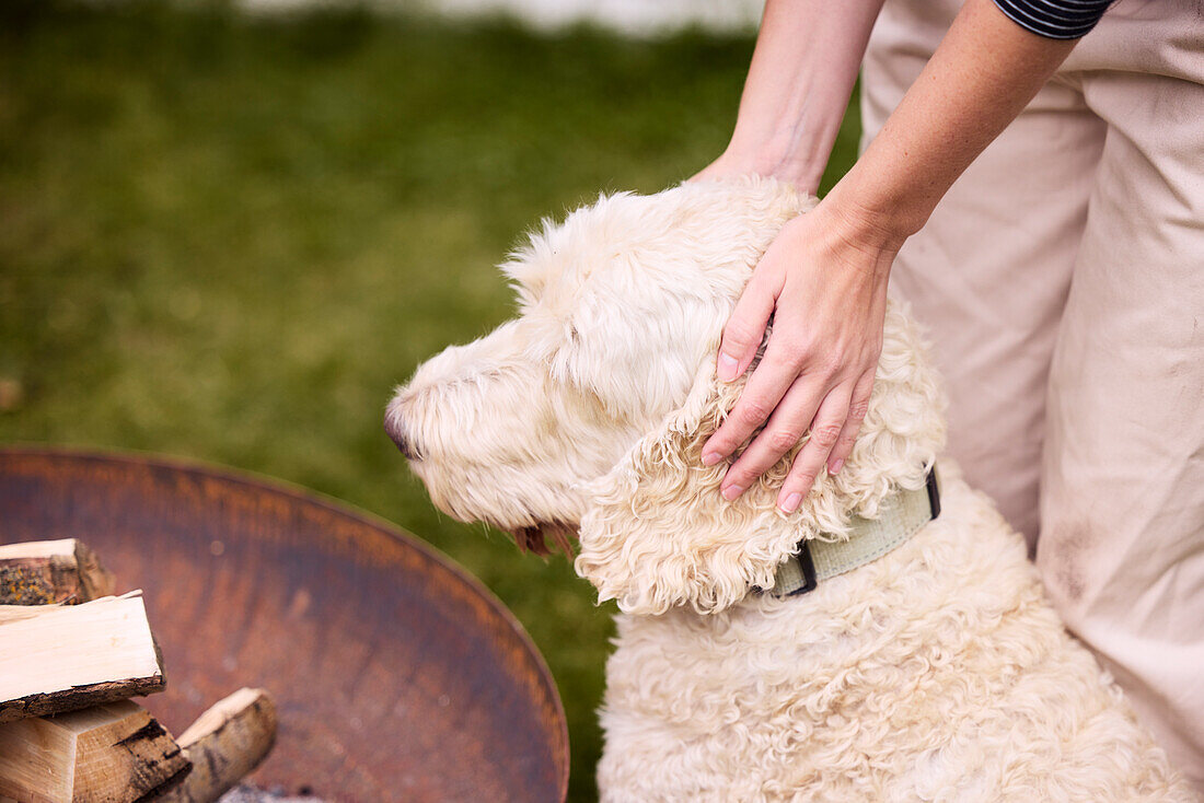 Woman's hands stroking dog