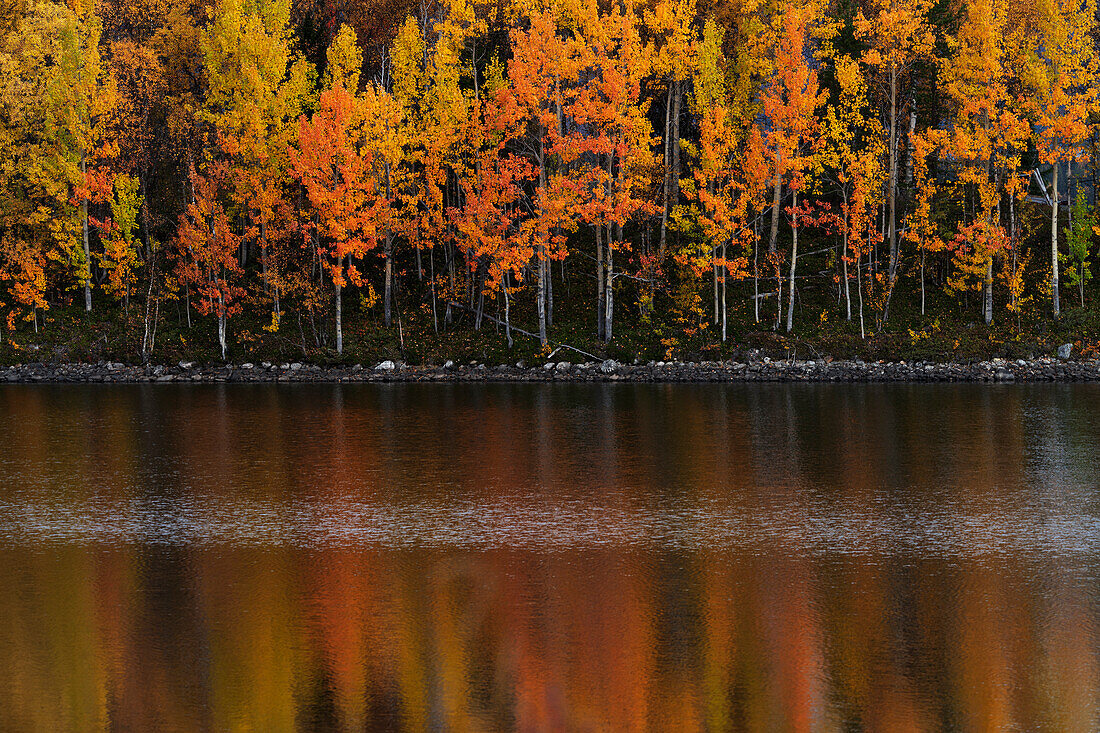 Herbstwald, der sich im Wasser spiegelt
