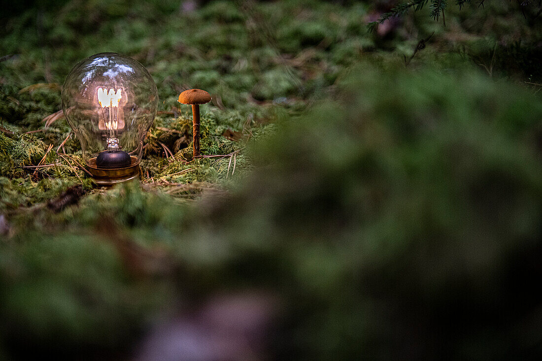 Lit light bulb and mushroom in forest