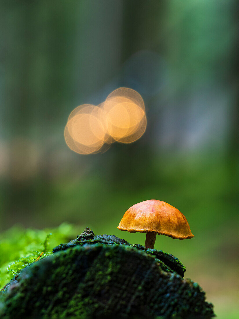 Close-up of mushroom