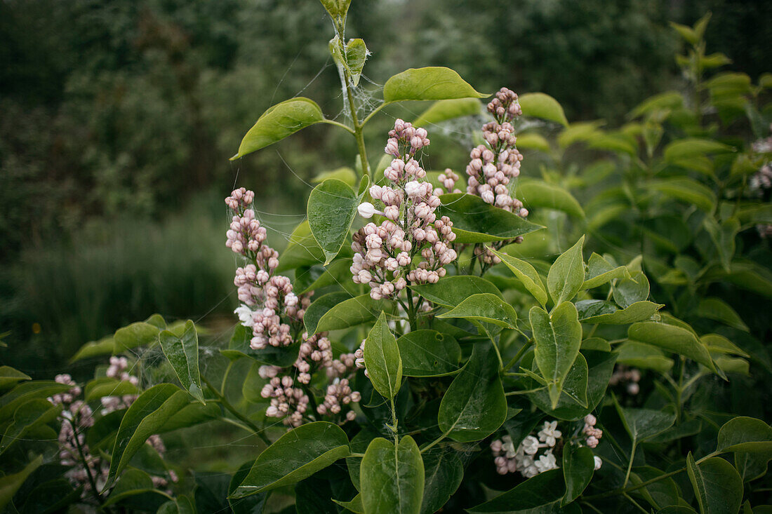 View of flowering bush