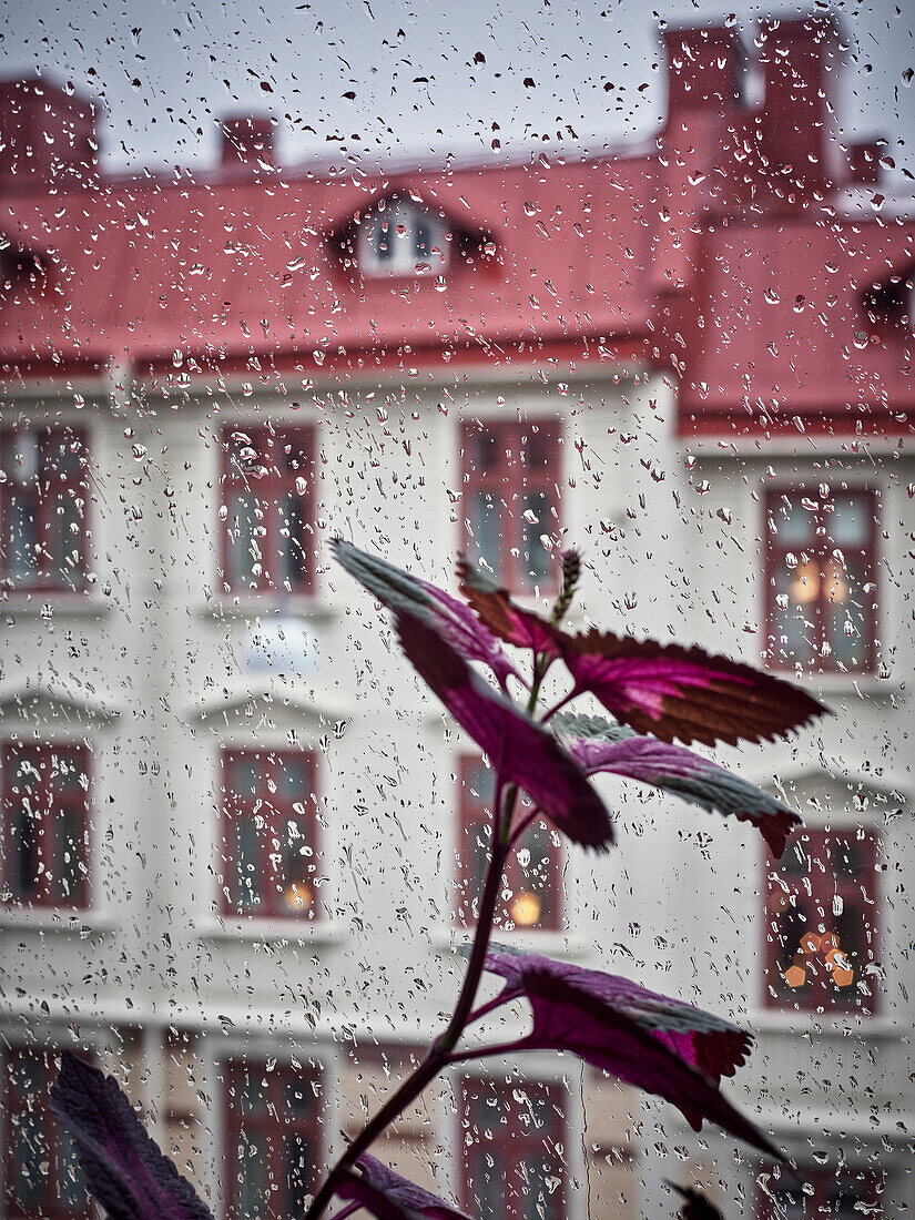 Plant with purple leaves against window