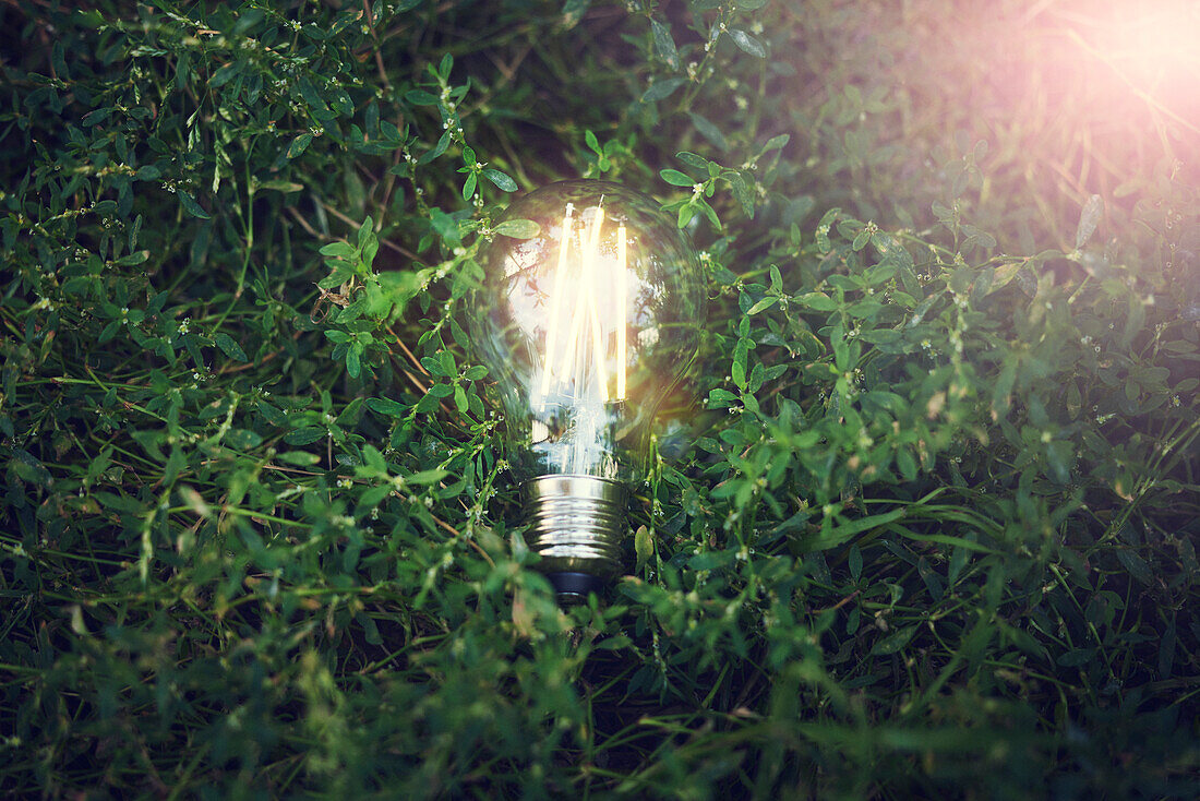 Illuminated lightbulb on grass