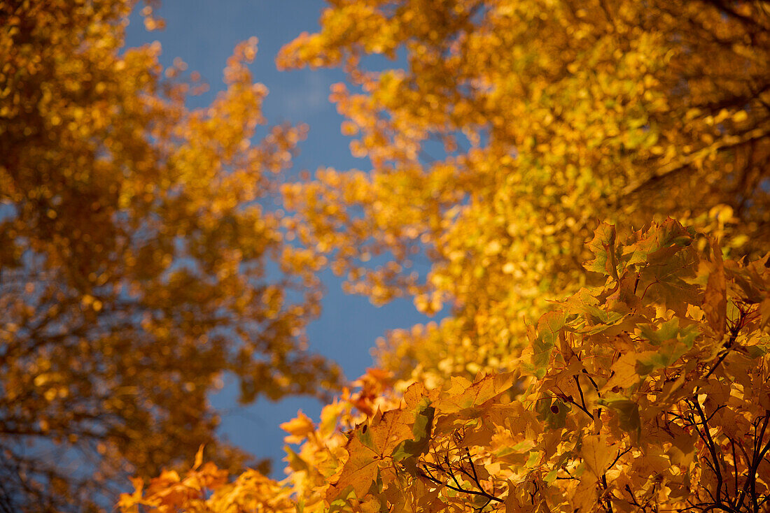 Autumn trees against blue sky