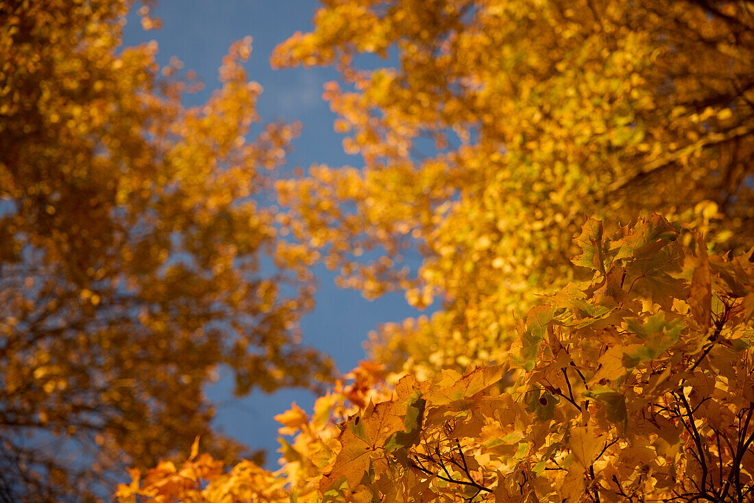 Herbstbäume vor blauem Himmel