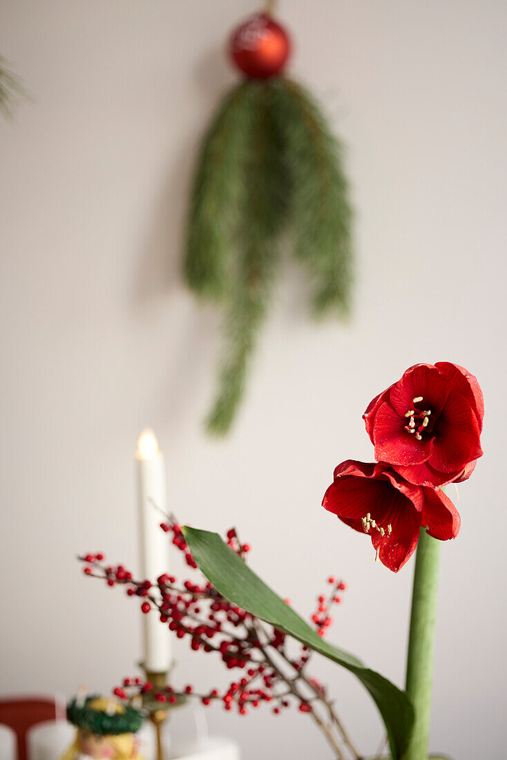 Rote Amaryllisblüte mit Weihnachtsdekoration im Hintergrund