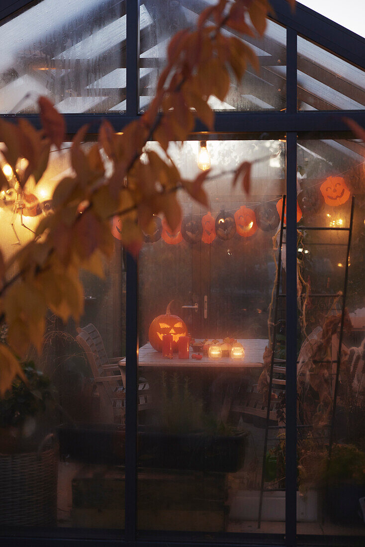 Carved Jack-o-lantern in greenhouse