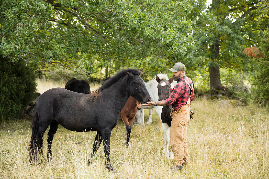 Männlicher Bauer füttert Pferde auf der Weide