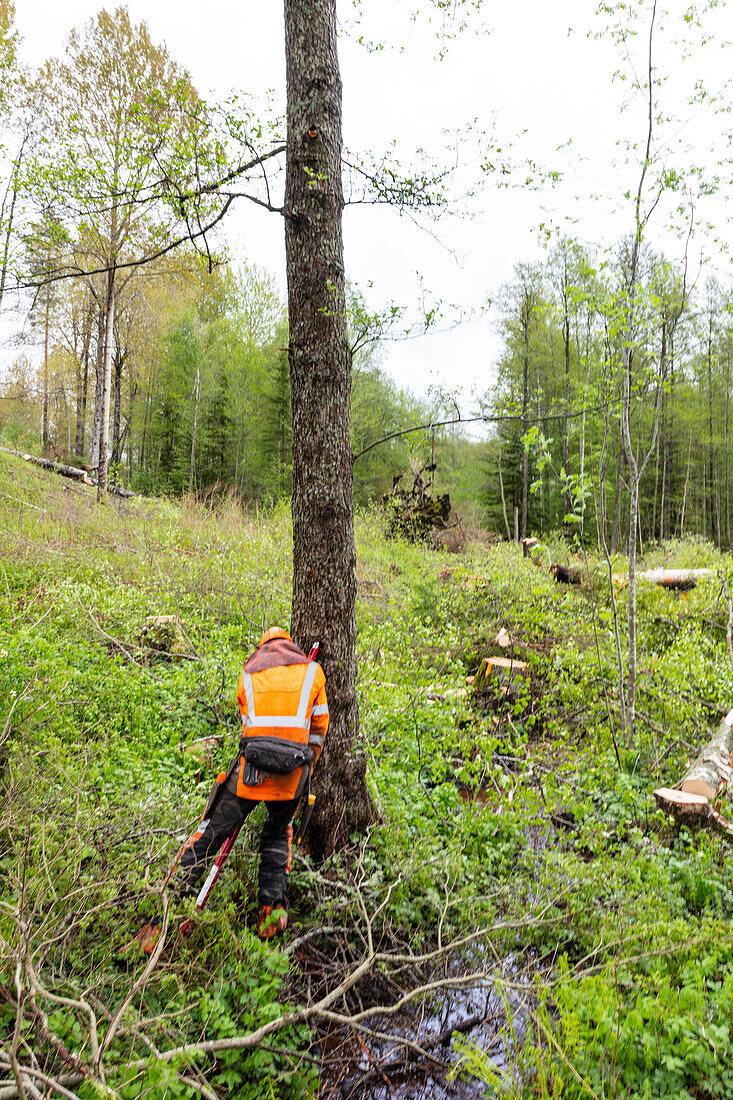 Holzfäller schneidet Baumstamm mit Kettensäge