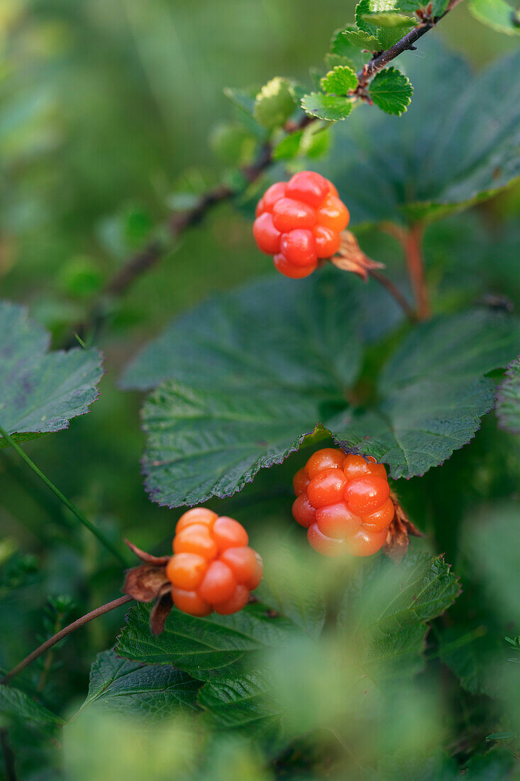 Close-up of ripe berry fruits