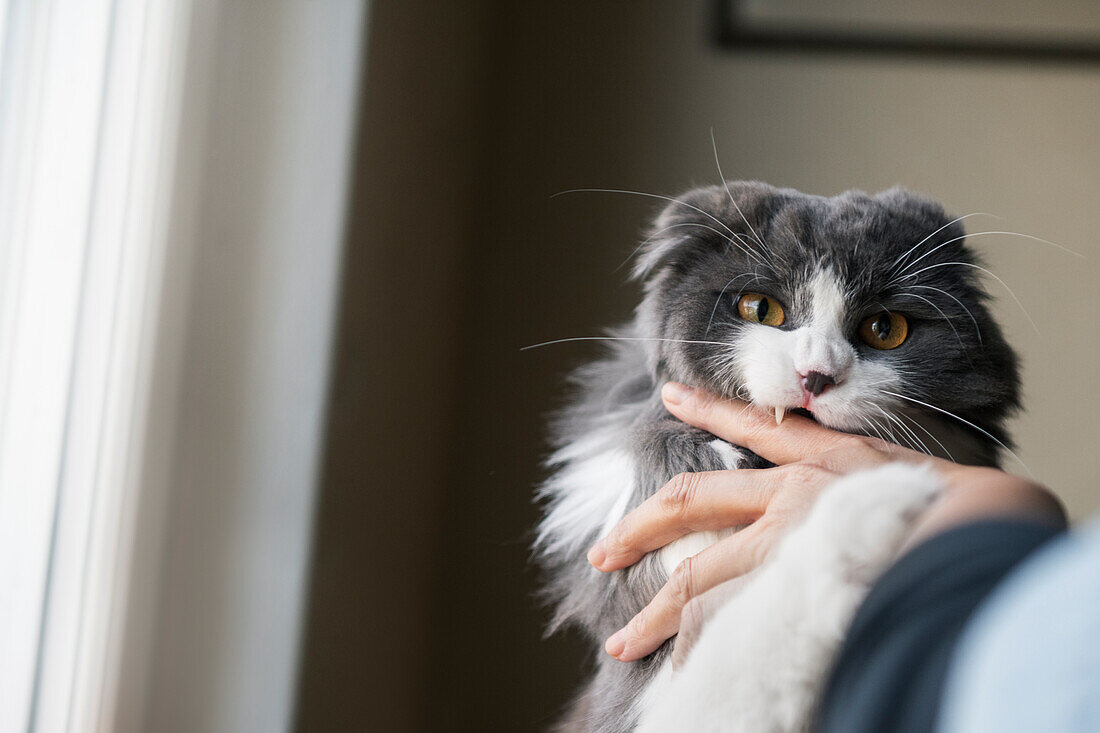 Langhaarige Katze beißt ihrem Besitzer in die Hand