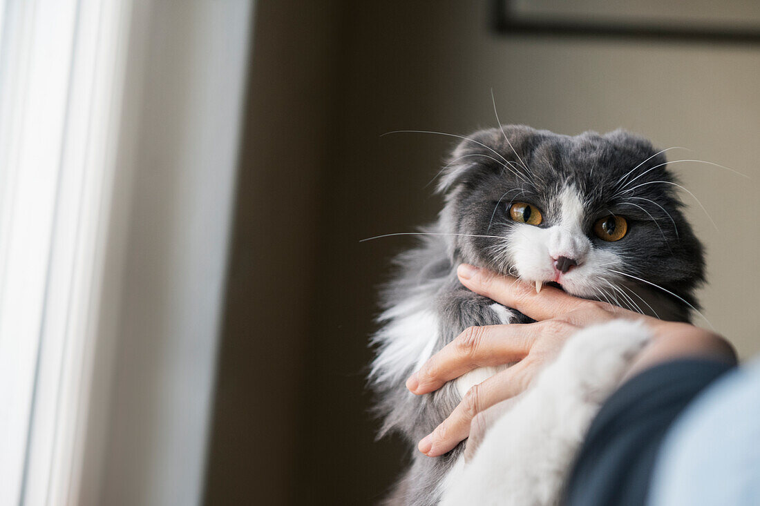 Long-haired cat biting its owner's hand